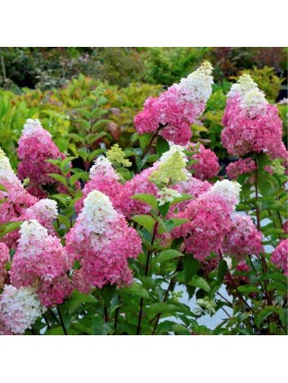 Šluotelinė Hortenzija (Lot Hydrangea Paniculata) 'Fraise Melba'® Dydis C5-HORTENZIJOS-KRŪMAI