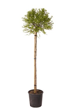 Beržas karpotasis (Lot Betula p.) 'Magical Globe' C18 STIEBAS 140 CM