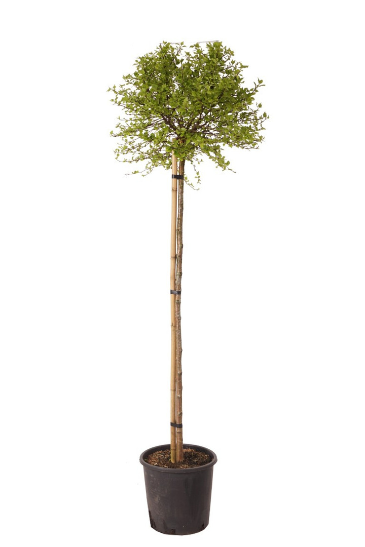 Beržas karpotasis (Lot Betula p.) 'Magical Globe' C18 STIEBAS 140 CM