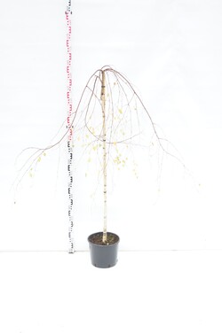 Beržas karpotasis (Lot Betula p.) 'Youngii' C10 KOTAS 120 CM | BERŽAI | MEDŽIAI