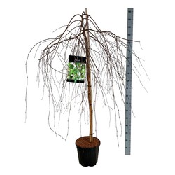 Beržas karpotasis (Lot Betula p.) 'Youngii' C15 STIEBAS 120 CM - nuotrauka 1