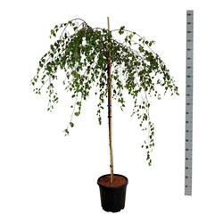Beržas karpotasis (Lot Betula p.) 'Youngii' C15 STIEBAS 120 CM - nuotrauka 2