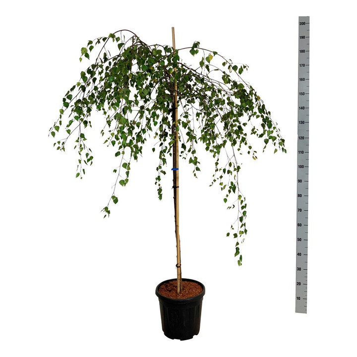 Beržas karpotasis (Lot Betula p.) 'Youngii' C15 KOTAS 120 CM | BERŽAI | MEDŽIAI