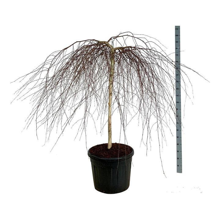 Beržas karpotasis (Lot Betula p.) 'Youngii' C90 STIEBAS 120 CM EXTRA | BERŽAI | MEDŽIAI