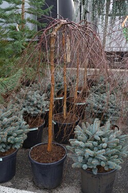 Beržas karpotasis (Lot Betula p.) 'Youngii' C30 STIEBAS 125 CM - nuotrauka 2