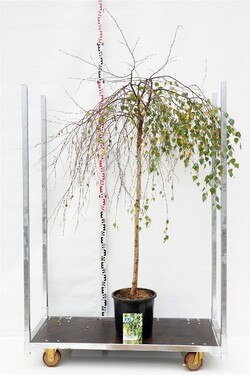 Beržas karpotasis (Lot Betula p.) 'Youngii' C18 STIEBAS 140 CM
