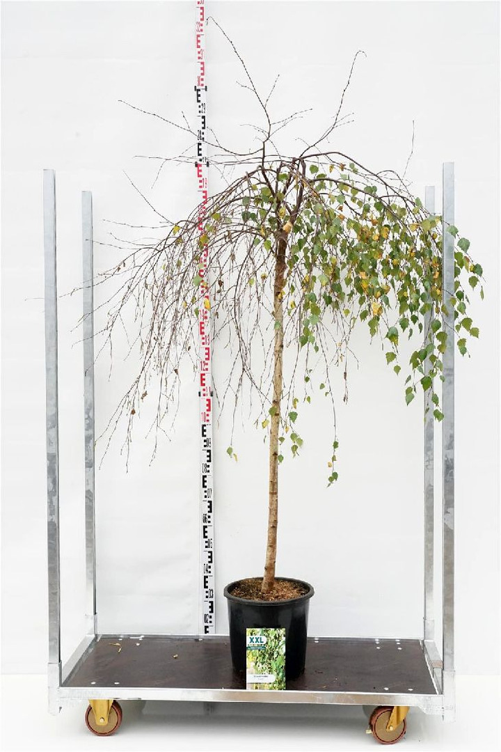 Beržas karpotasis (Lot Betula p.) 'Youngii' C18 STIEBAS 140 CM