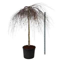 Beržas karpotasis (Lot Betula p.) 'Youngii' C130 STIEBAS 180 CM EXTRA | BERŽAI | MEDŽIAI