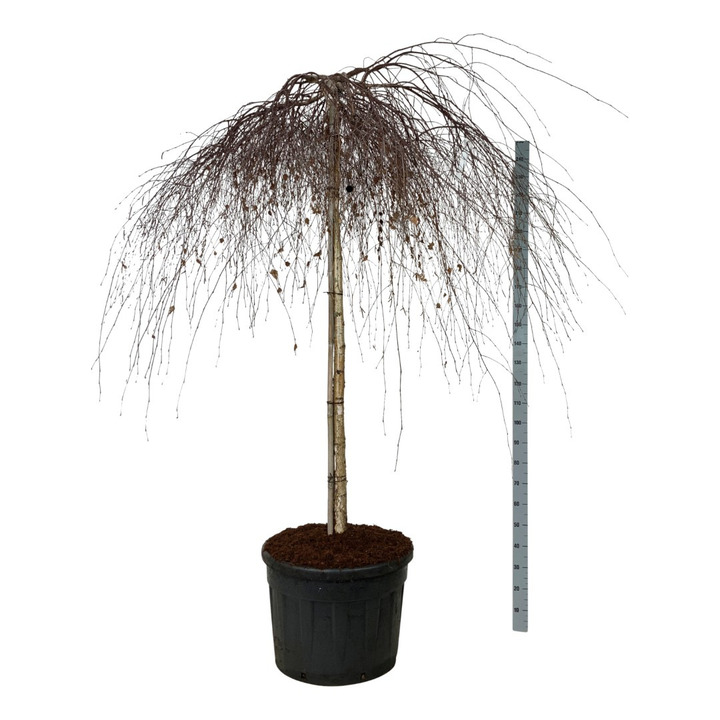 Beržas karpotasis (Lot Betula p.) 'Youngii' C130 STIEBAS 180 CM EXTRA | BERŽAI | MEDŽIAI