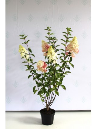 Šluotelinė Hortenzija (Lot Hydrangea Paniculata) 'Fraise Melba'® Dydis C5-HORTENZIJOS-KRŪMAI