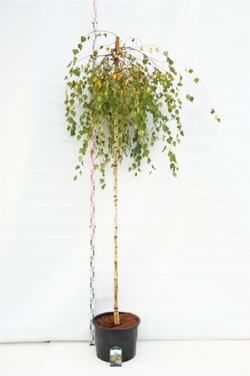 Beržas karpotasis (Lot Betula p.) 'Youngii' C35 STIEBAS 225 CM KAMIENO APIMTIS 8-10 CM