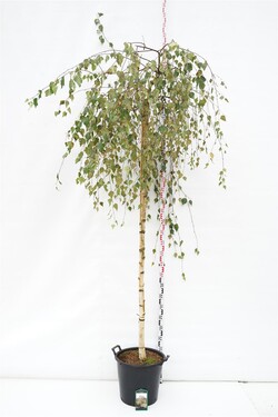 Beržas karpotasis (Lot Betula p.) 'Youngii' C35 KOTAS 225 CM KOTO APIMTIS 12-14 CM | BERŽAI | MEDŽIAI