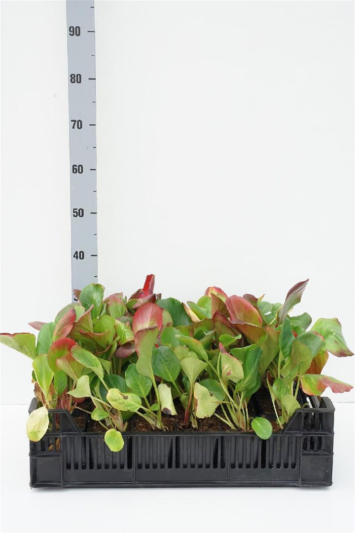 Širdžialapė bergenija (Lot Bergenia cordifolia) P9 | BERGENIJOS | DAUGIAMETĖS GĖLĖS