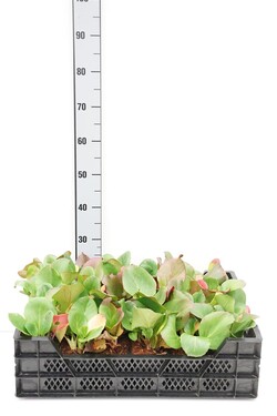 Širdžialapė bergenija (Lot Bergenia cordifolia) 'Purpurea' P9 JAUNI AUGALAI