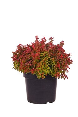 Raugerškis tunbergo  (Lot Berberis thunb.) 'Admiration' C4/P21 30-40 CM