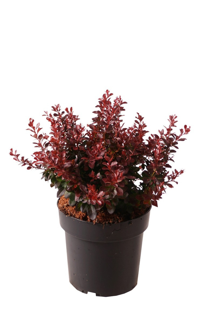 Tunbergo raugerškis (Lot Berberis thunb.) 'Atropurpurea Nana' C3/P19 20-25 CM | RAUGERŠKIAI | KRŪMAI