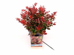Raugerškis tunbergo  (Lot Berberis thunb.) 'Atropurpurea Nana' C3/P19 20-30 CM