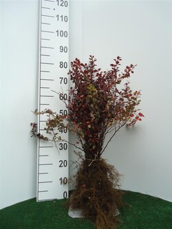 Raugerškis tunbergo  (Lot Berberis thunb.) 'Atropurpurea' 1+1 30-40 CM