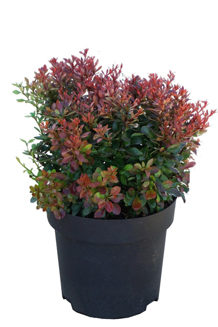 Tunbergo raugerškis (Lot Berberis thunb.) 'Bagatelle' C3/P19 20-25 CM | RAUGERŠKIAI | KRŪMAI