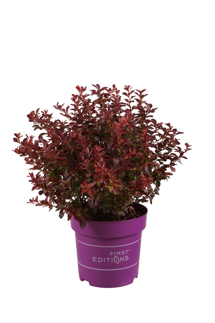Raugerškis tunbergo  (Lot Berberis thunb.) 'Cabernet' C3/P19 20-25 CM