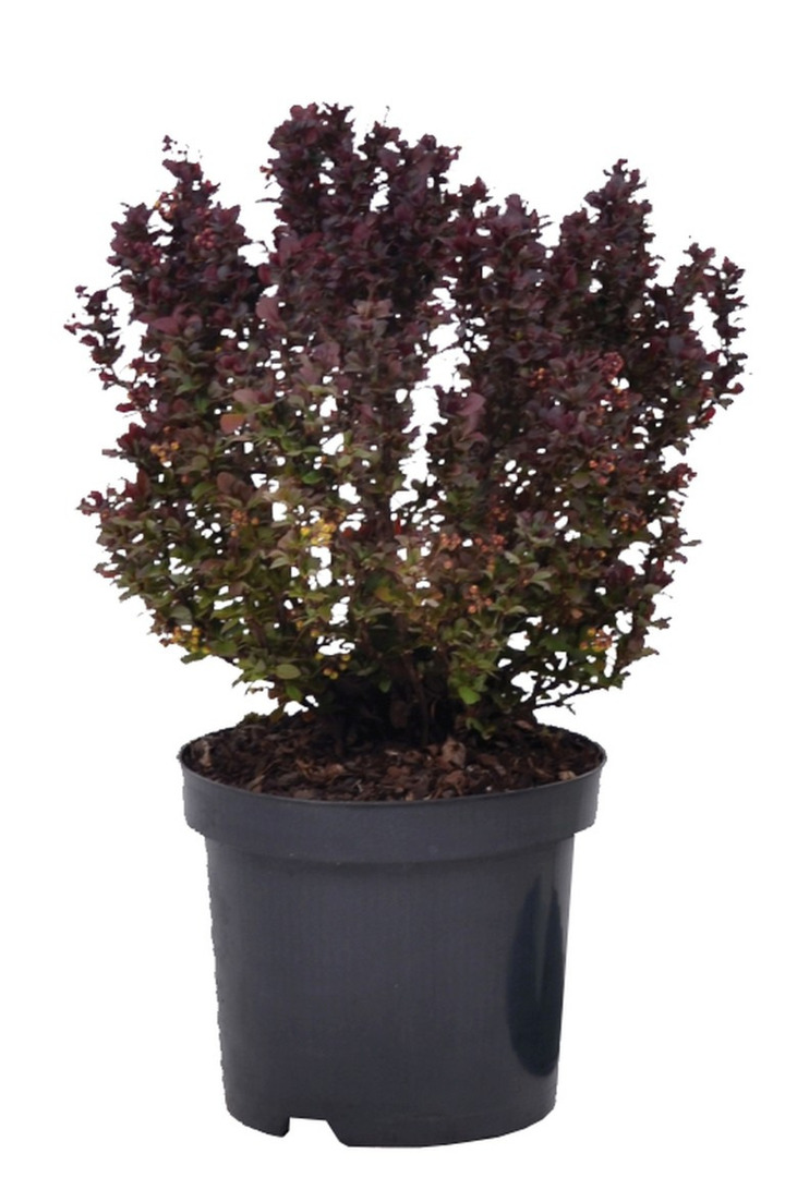 Tunbergo raugerškis (Lot Berberis thunb.) 'Concorde' C3/P19 20-25 CM | RAUGERŠKIAI | KRŪMAI