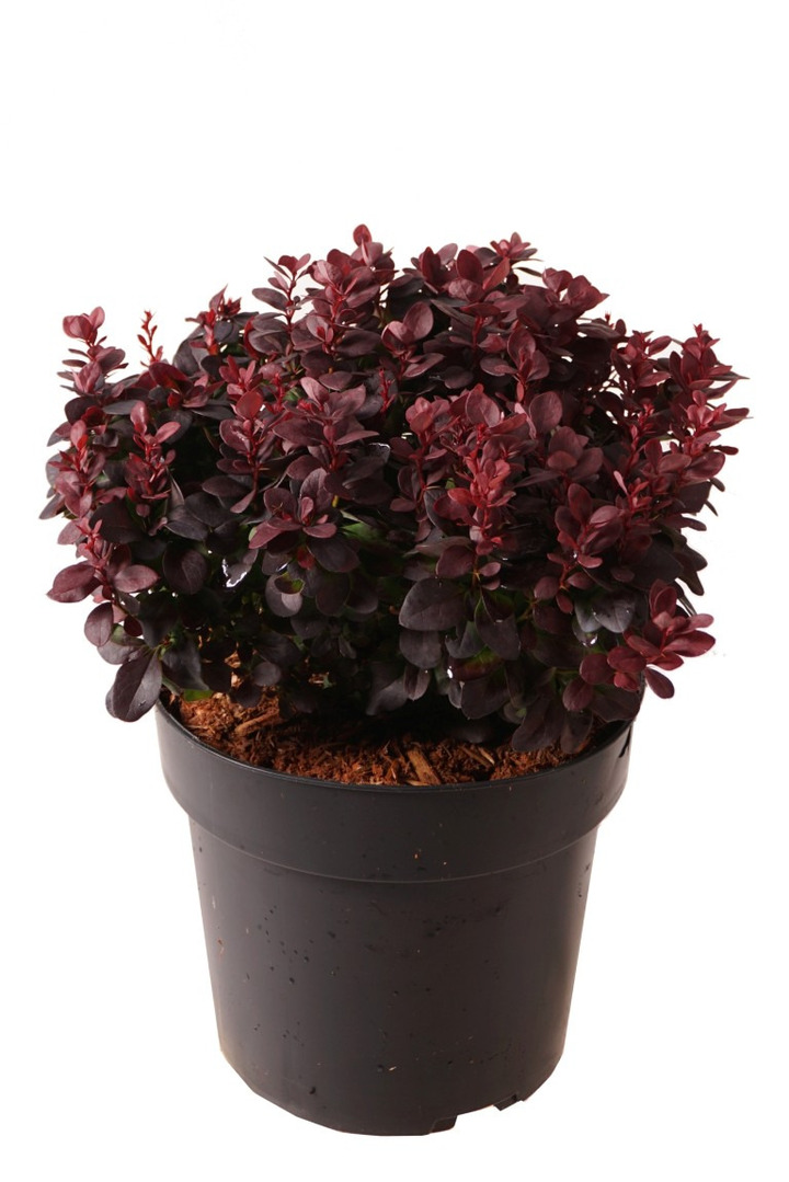 Tunbergo raugerškis (Lot Berberis thunb.) 'Concorde' C4/P21 30-40 CM | RAUGERŠKIAI | KRŪMAI
