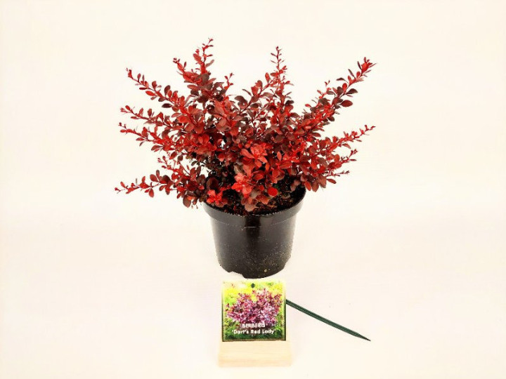 Tunbergo raugerškis (Lot Berberis thunb.) 'Dart's Red Lady' C3/P19 30-40 CM | RAUGERŠKIAI | KRŪMAI