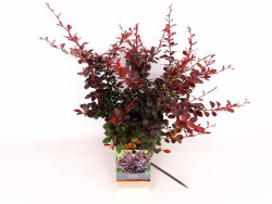 Raugerškis tunbergo  (Lot Berberis thunb.) 'Dart's Red Lady' C3/P19 30-40 CM - nuotrauka 2