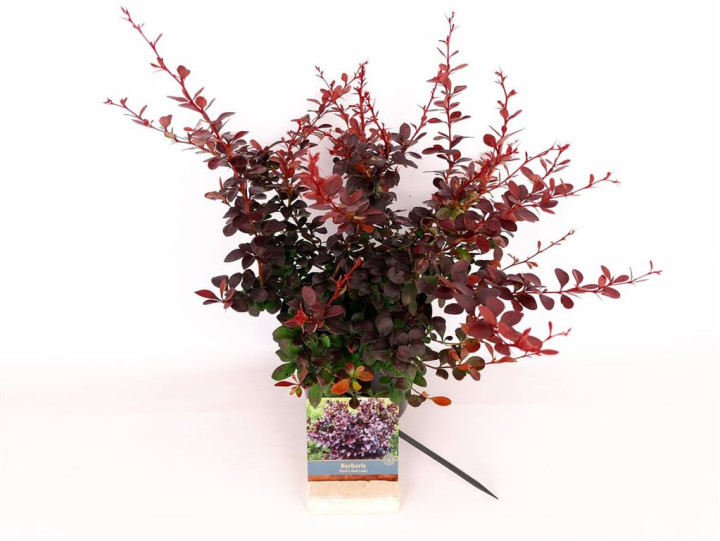 Tunbergo raugerškis (Lot Berberis thunb.) 'Dart's Red Lady' C3/P19 30-40 CM | RAUGERŠKIAI | KRŪMAI