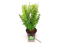Raugerškis tunbergo  (Lot Berberis thunb.) 'Erecta' C3/P19 40-50 CM