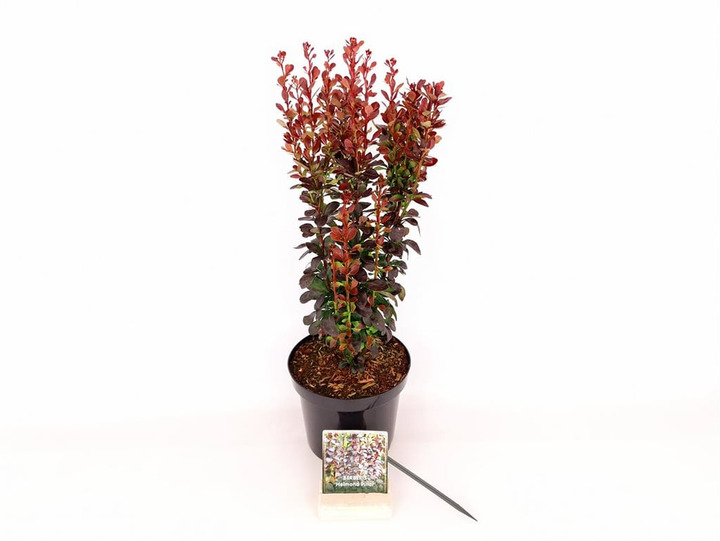Tunbergo raugerškis (Lot Berberis thunb.) 'Helmond Pillar' C3/P19 30-40 CM | RAUGERŠKIAI | KRŪMAI
