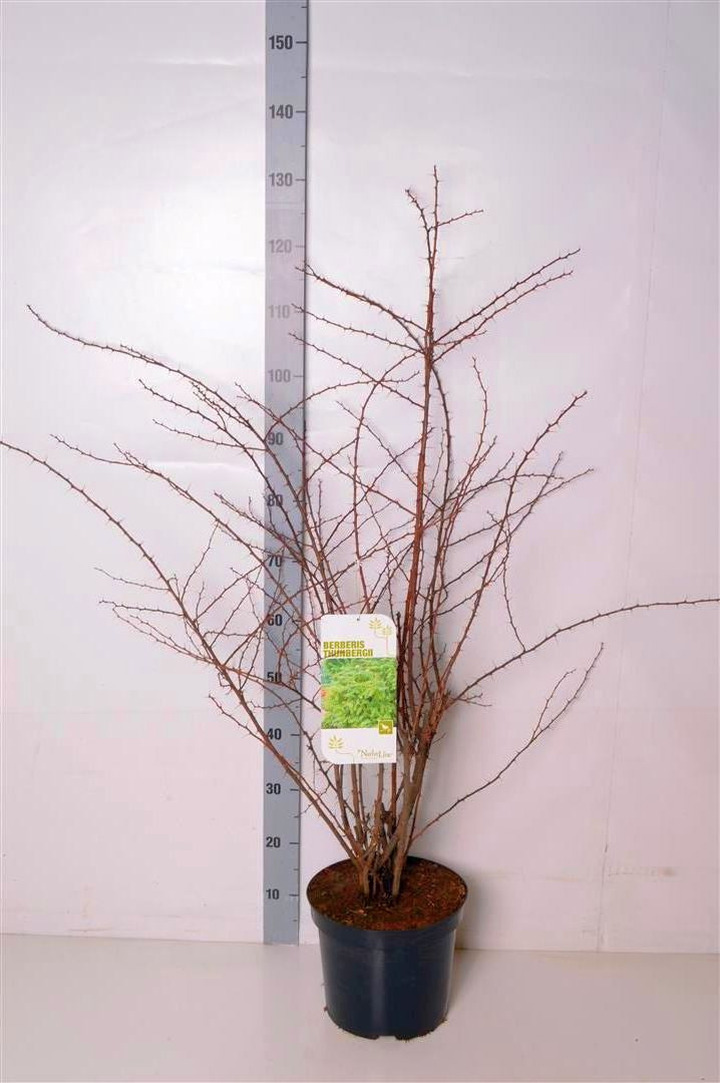 Tunbergo raugerškis (Lot Berberis thunbergii) C7,5/P26 60-80 CM | RAUGERŠKIAI | KRŪMAI