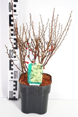 Raugerškis tunbergo  (Lot Berberis thunb.) 'Maria' C2/P17 20-25 CM - nuotrauka 1