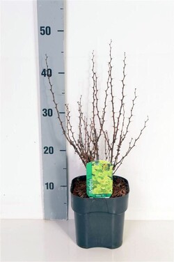 Raugerškis tunbergo  (Lot Berberis thunb.) 'Maria' C2/P17 20-25 CM - nuotrauka 2