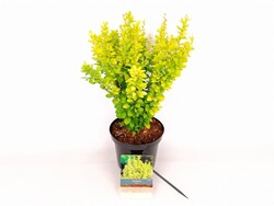 Tunbergo raugerškis (Lot Berberis thunb.) 'Maria' C3/P19 30-40 CM | RAUGERŠKIAI | KRŪMAI