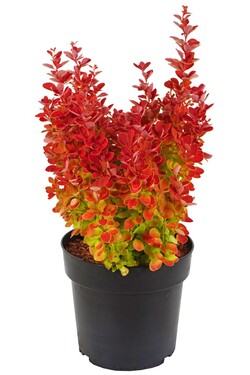 Raugerškis tunbergo  (Lot Berberis thunb.) 'Orange Ice' C4/P21 30-40 CM