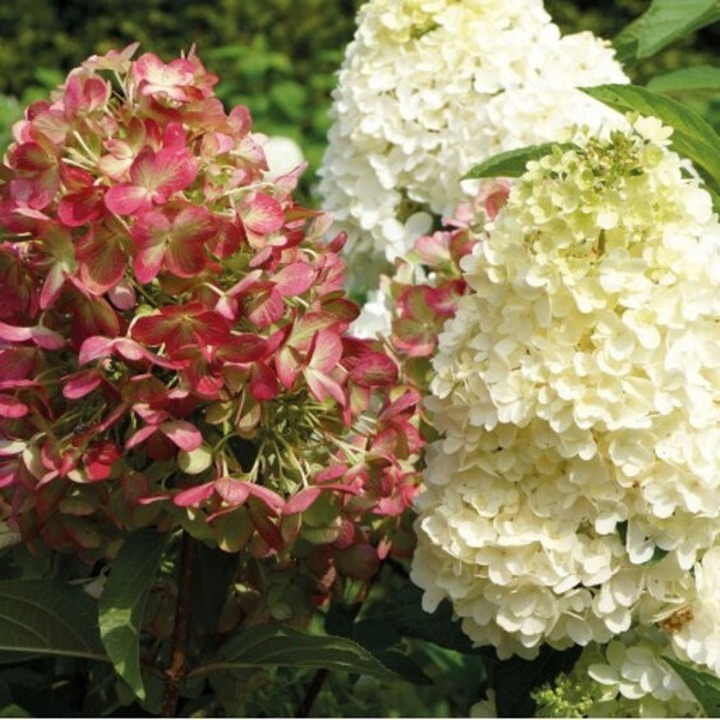 Šluotelinė Hortenzija (Lot Hydrangea Paniculata) 'Graffiti'® Dydis C5-HORTENZIJOS-KRŪMAI