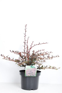 Raugerškis tunbergo  (Lot Berberis thunb.) 'Red Chief' C3/P19 30-40 CM - nuotrauka 1