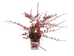 Raugerškis tunbergo  (Lot Berberis thunb.) 'Red Chief' C3/P19 30-40 CM - nuotrauka 2