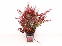 Raugerškis tunbergo  (Lot Berberis thunb.) 'Rose Glow' C3/P19 30-40 CM - nuotrauka 2