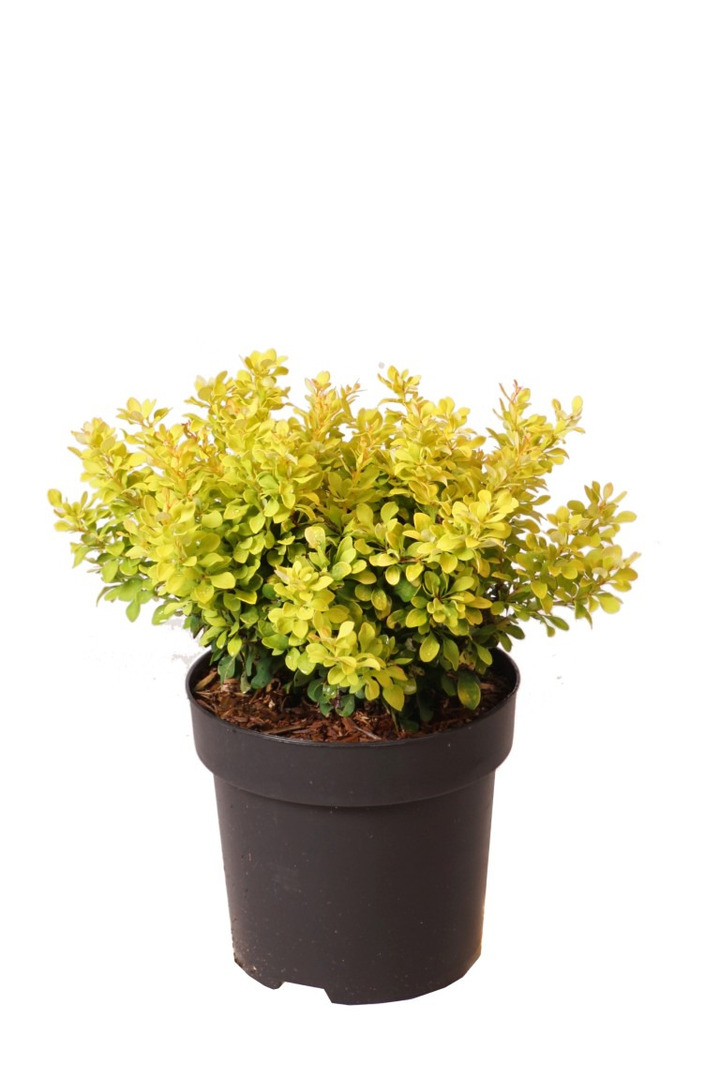 Tunbergo raugerškis (Lot Berberis thunb.) 'Sunsation' C3/P19 20-25 CM | RAUGERŠKIAI | KRŪMAI