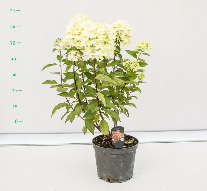 Šluotelinė Hortenzija (Lot Hydrangea Paniculata) 'Graffiti'® Dydis C5-HORTENZIJOS-KRŪMAI