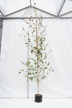 Beržas himalajinis (Lot Betula ut.) 'Doorenbos' C20 KAMIENO APIMTIS 8-10 CM