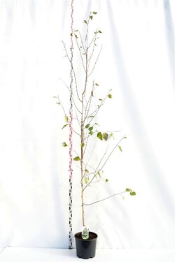 Beržas himalajinis jacquemontii (Lot Betula ut. jacquemontii) C15 200-250 CM | BERŽAI | MEDŽIAI