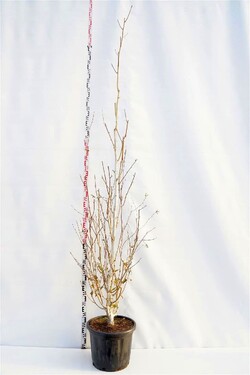 Beržas himalajinis jacquemontii (Lot Betula ut. jacquemontii)  C35 250-300 CM