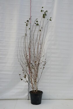 Beržas himalajinis jacquemontii (Lot Betula ut. jacquemontii)  C55 250-300 CM