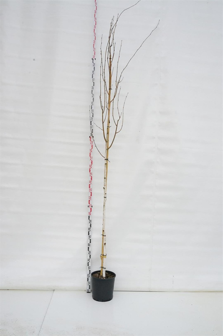 Beržas himalajinis jacquemontii (Lot Betula ut. jacquemontii)  C18 KAMIENO APIMTIS 6-8 CM STANDARD