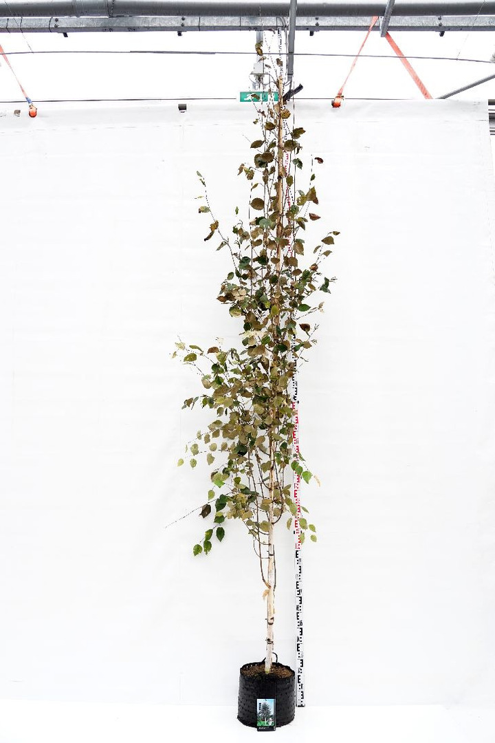 Beržas himalajinis jacquemontii (Lot Betula ut. jacquemontii)  C20 KAMIENO APIMTIS 8-10 CM STANDARD