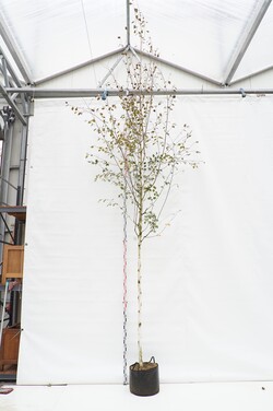 Beržas himalajinis jacquemontii (Lot Betula ut. jacquemontii)  C25 KAMIENO APIMTIS 10-12 CM  STANDARD