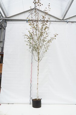 Beržas himalajinis jacquemontii (Lot Betula ut. jacquemontii) C30 KAMIENO APIMTIS 12-14 CM STANDARD | BERŽAI | MEDŽIAI